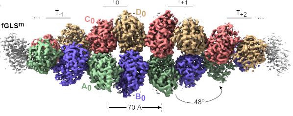 fGLSm cryo-EM