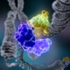 DNA_Repair